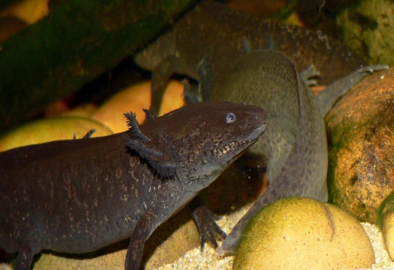 10 Interesting Facts About Axolotls For Kids
