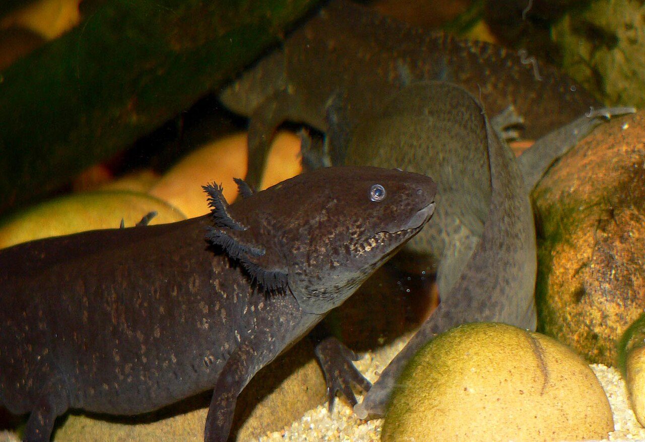 10 Interesting Facts About Axolotls For Kids
