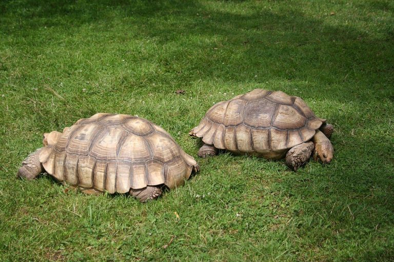 Adopt A Sulcata Tortoise