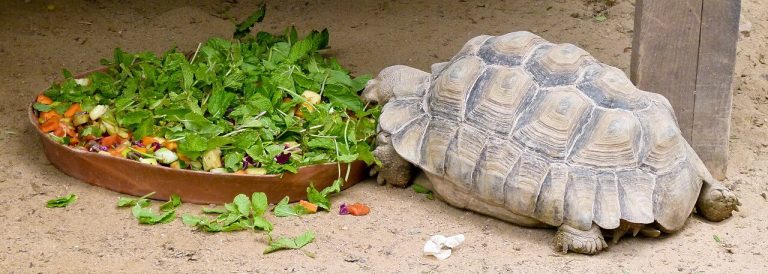 African Sulcata Tortoise Diet
