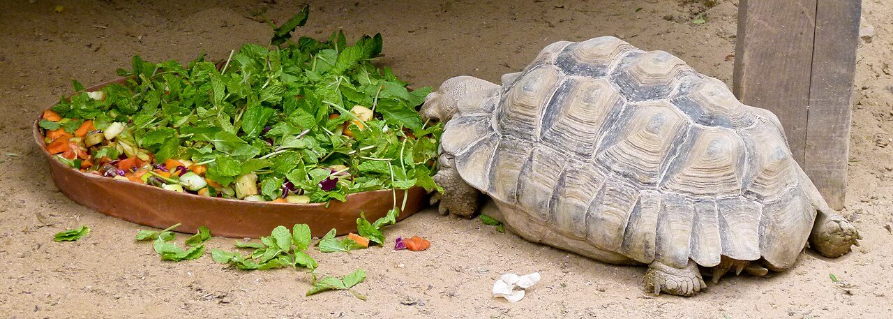 African Sulcata Tortoise Diet