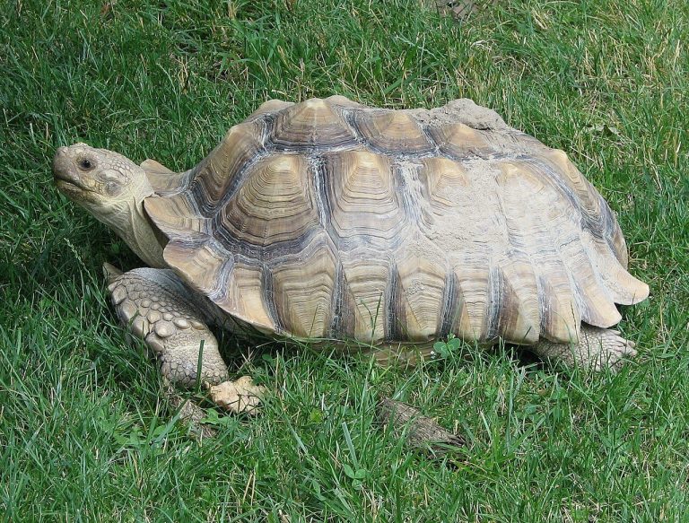 African Sulcata Tortoise Habitat