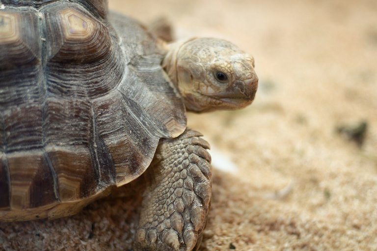 African Sulcata Tortoise Lifespan
