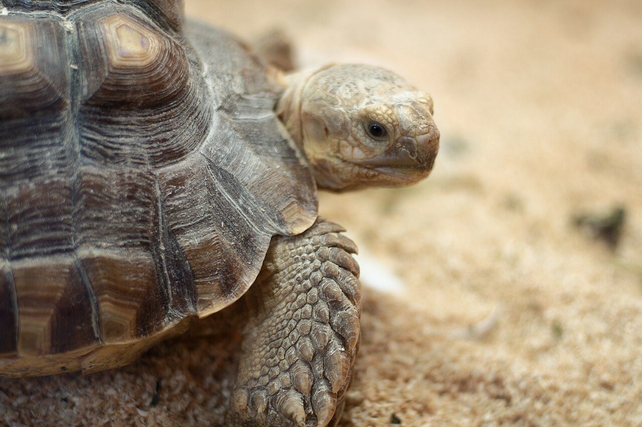 African Sulcata Tortoise Lifespan