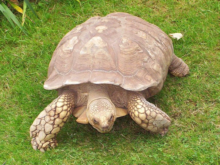 African Sulcata Tortoise Male Or Female