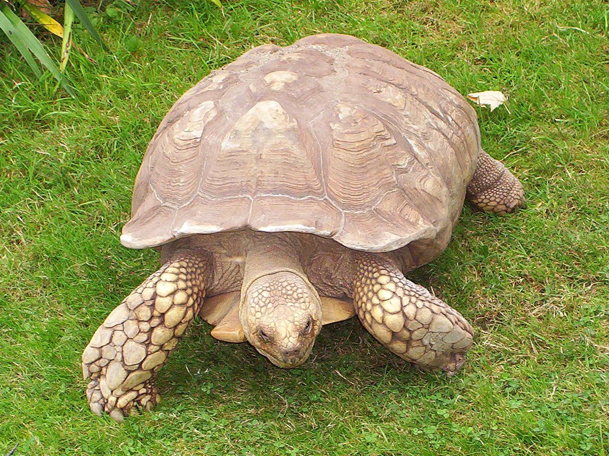 African Sulcata Tortoise Male Or Female