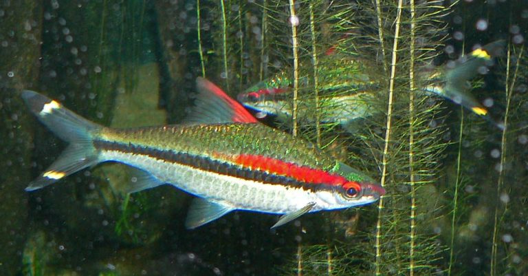 Aggressive Vs Peaceful Freshwater Fish
