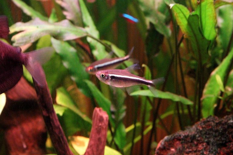 Albino Black Neon Tetra
