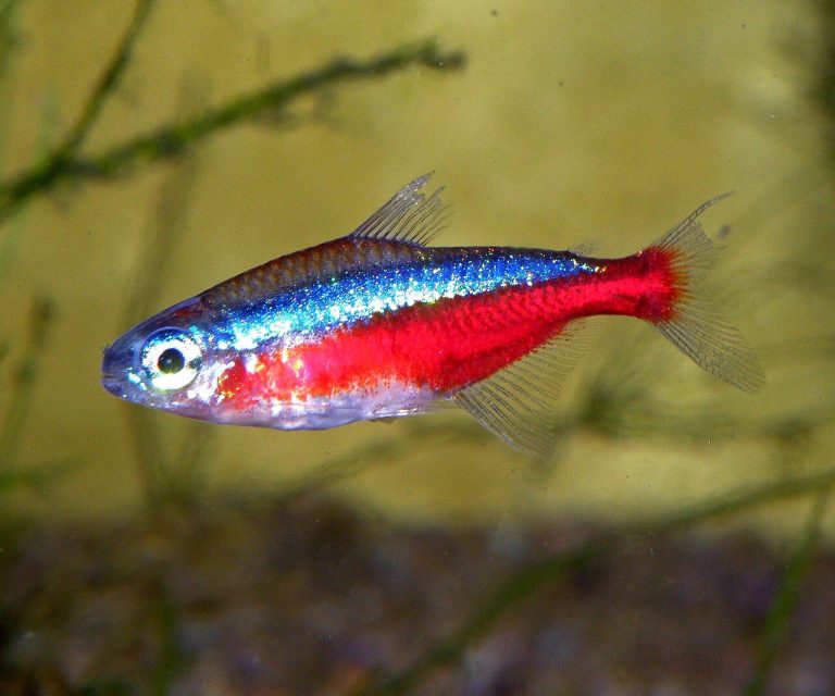 Albino Cardinal Tetra