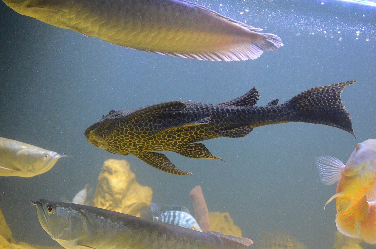 Albino Pleco Varieties