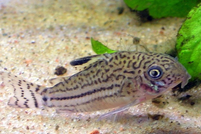 All The Different Types Of Fish