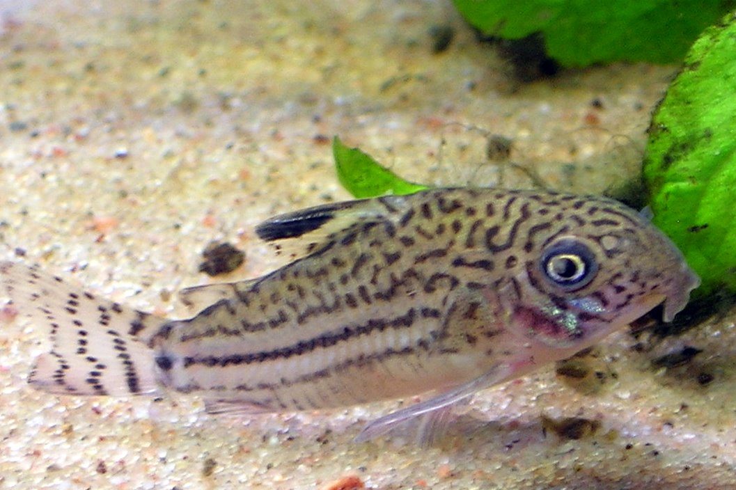All The Different Types Of Fish
