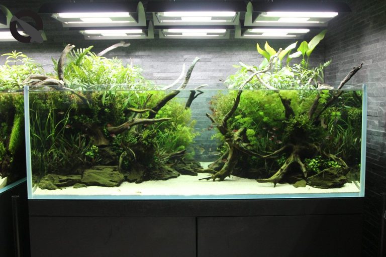 Allelopathy Planted Aquarium