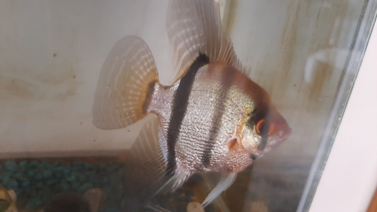 Angelfish Care Guide