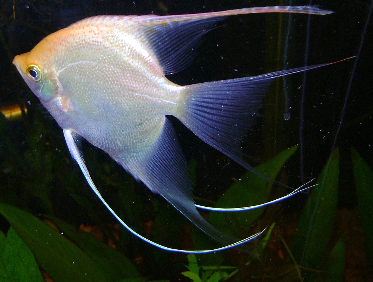 Angelfish Chasing Each Other Is This Aggression Or Courtship