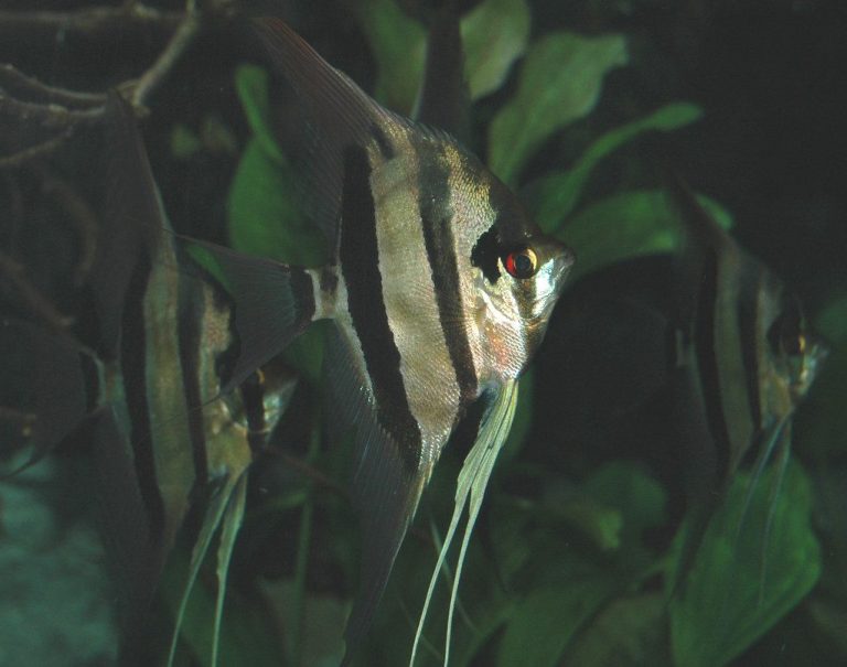 Angelfish Fun Facts