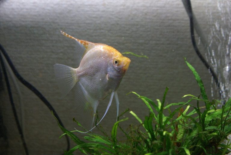 Angelfish In A Planted Aquarium