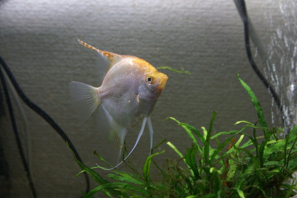 Angelfish In A Planted Aquarium