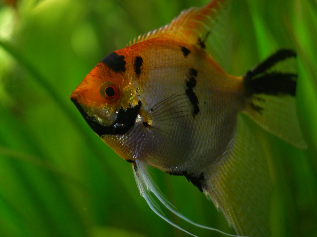 Angelfish Natural Habitat