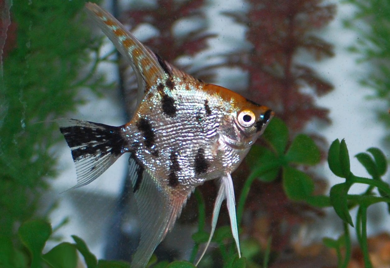Angelfish Species Guide