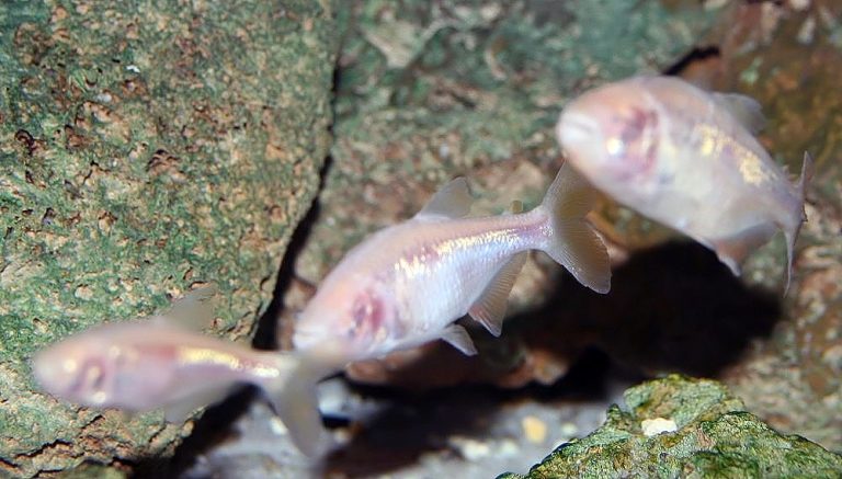 Aquarium Biosecurity Protocol