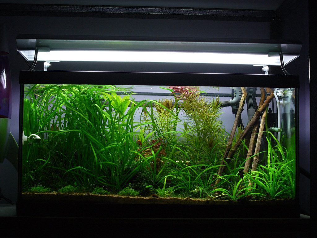 Aquarium CO2 Efficiency