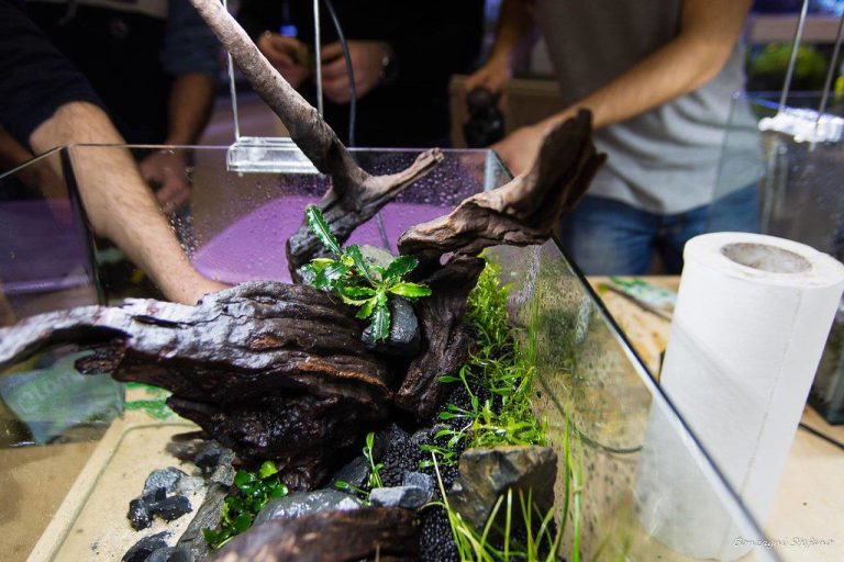 Aquarium CO2 Off Gassing
