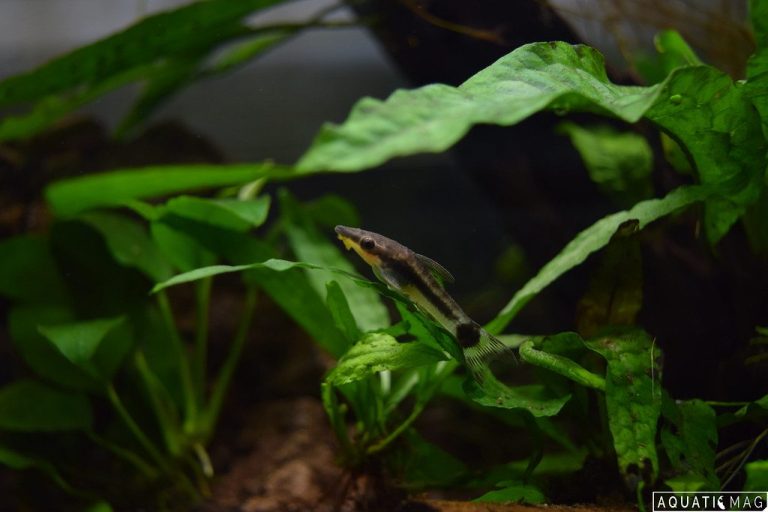 Aquarium Fertilizer Lean Dosing Vs Ei