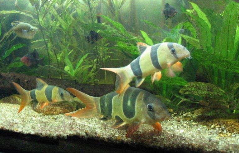 Aquarium Fish Identification