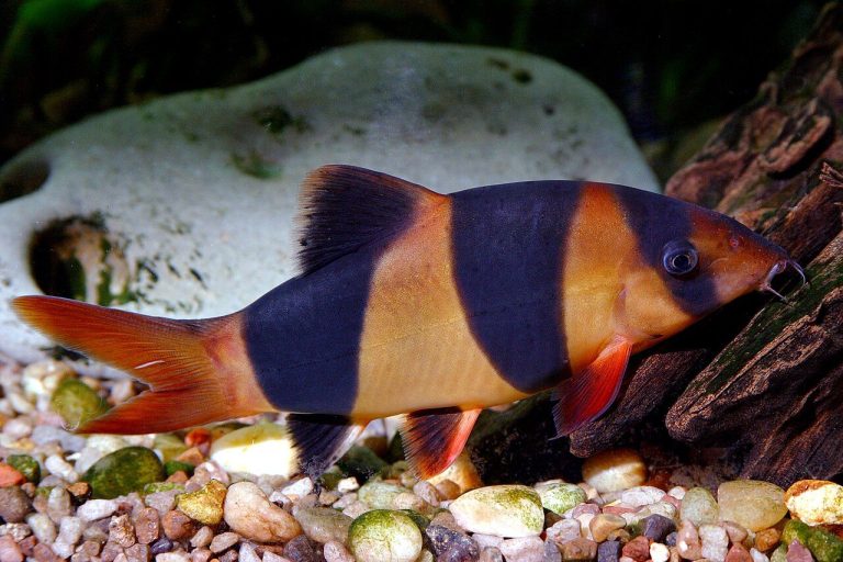 Aquarium Fish Species