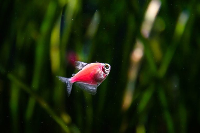 Aquarium Fish Tetras