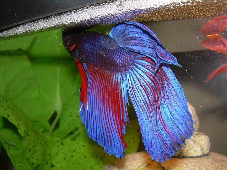 Aquarium Neon Fish