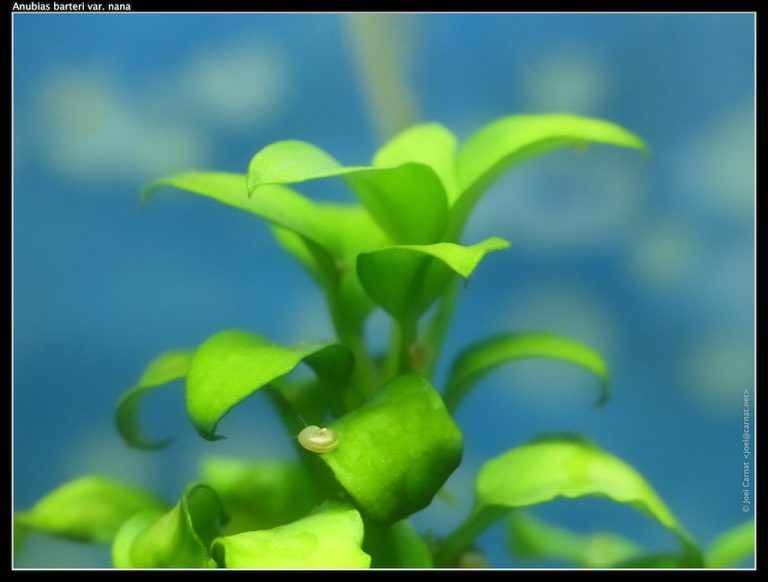 Aquarium Plant Allelopathy