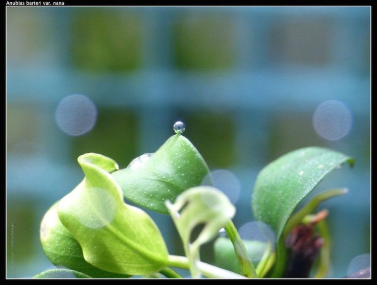 Aquarium Plant Apical Dominance