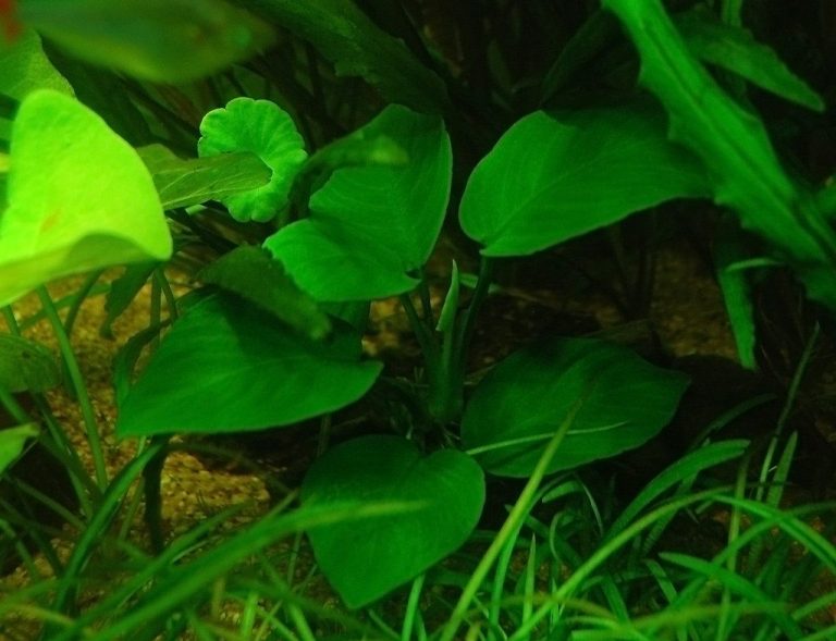 Aquarium Plant Biomass