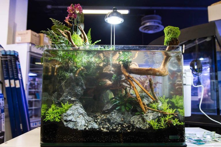 Aquarium Plant Calcium Deficiency