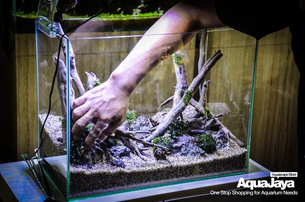 Aquarium Plant Chlorosis