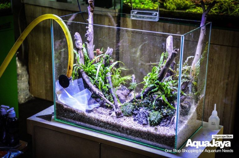 Aquarium Plant Deficiency Chart