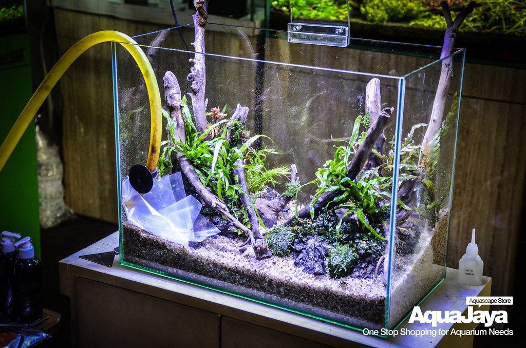 Aquarium Plant Deficiency Chart