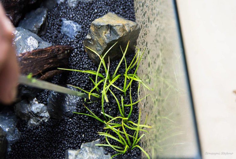 Aquarium Plant Dormancy
