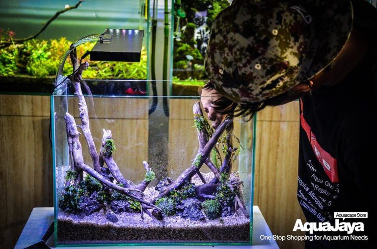 Aquarium Plant Growth Rate
