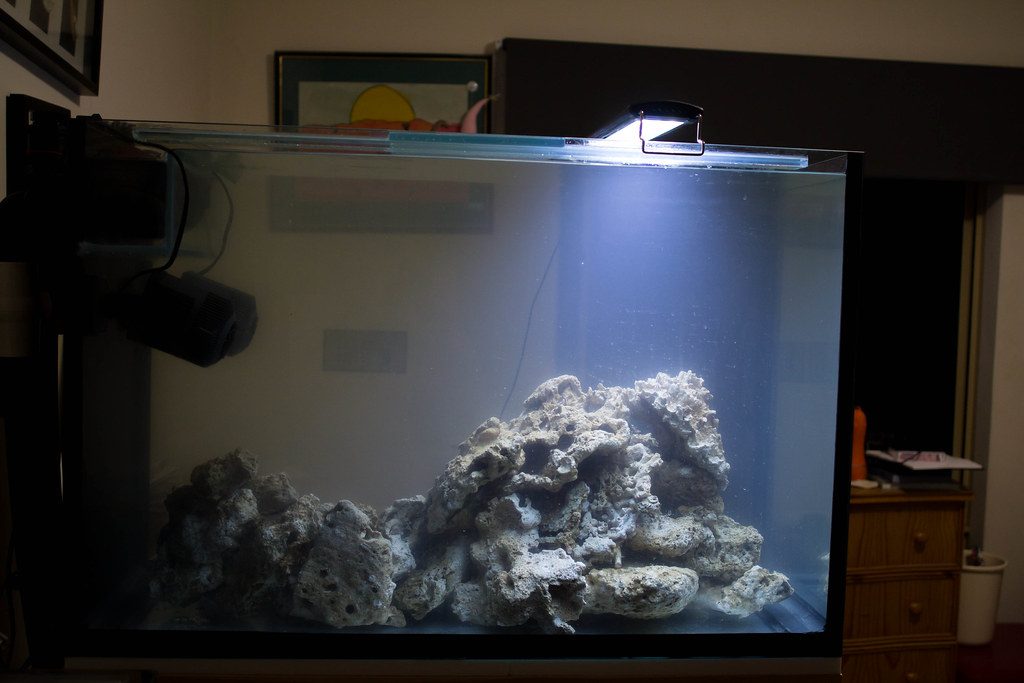 Aquarium Plant Internode Spacing