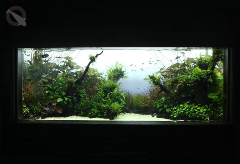 Aquarium Plant Iron Deficiency