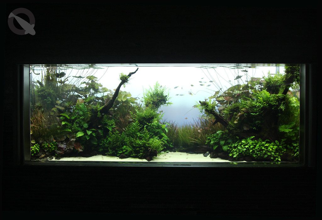 Aquarium Plant Iron Deficiency