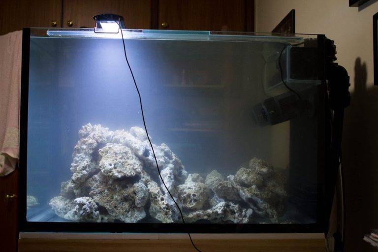 Aquarium Plant Light Saturation