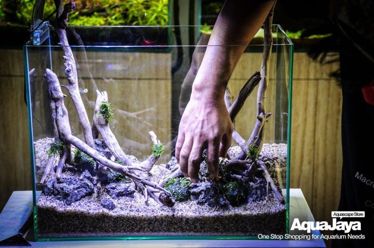 Aquarium Plant Magnesium Deficiency