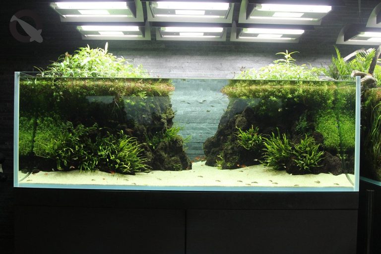 Aquarium Plant Micronutrient Deficiency