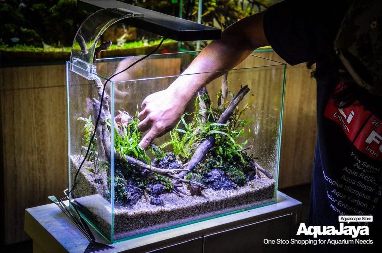 Aquarium Plant Necrosis