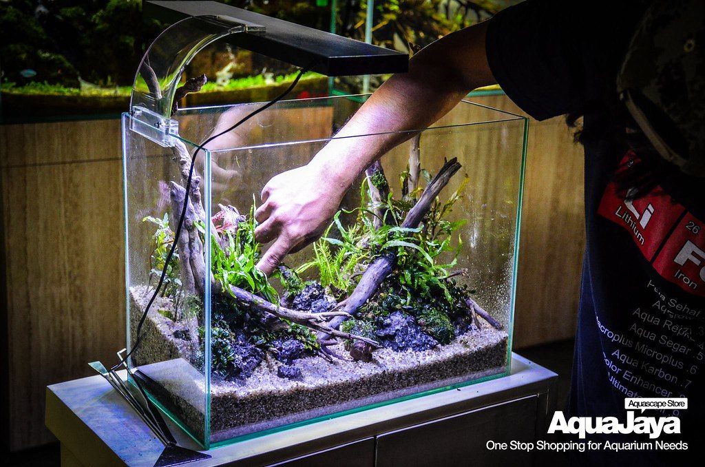 Aquarium Plant Necrosis