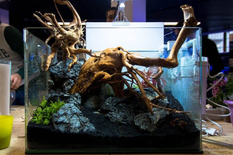 Aquarium Plant Nitrogen Deficiency